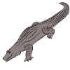 Grey Alligator