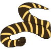 Krait Snake