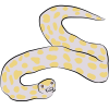 Yellow and White Snake